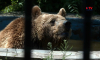 Как переносят жару питомцы Воронежского зоопарка