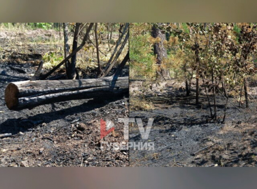 Один из первых лесных пожаров за два года потушили в Воронеже