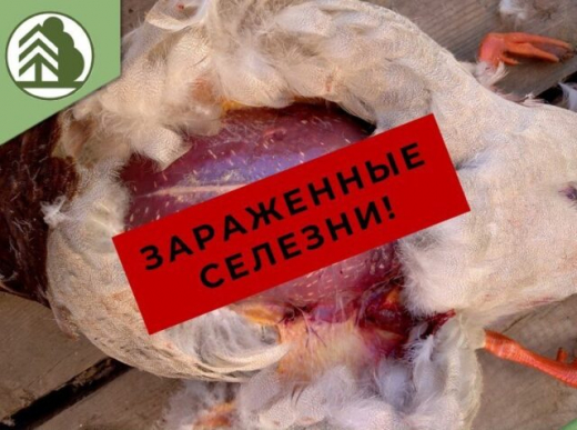 Воронежских охотников предупредили о кишащих паразитами птицах