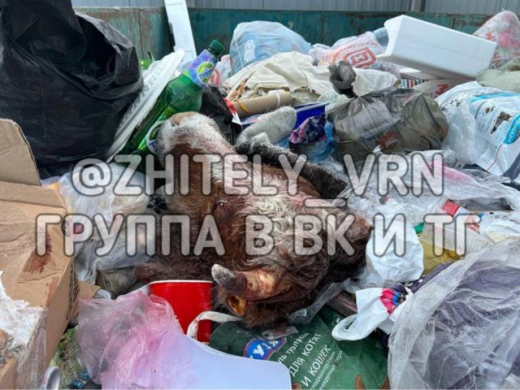 Отрубленную голову быка нашли в мусорке у дома в Воронеже