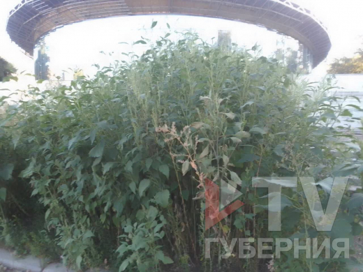 Двухметровые заросли амброзии обнаружили в центре Воронежа