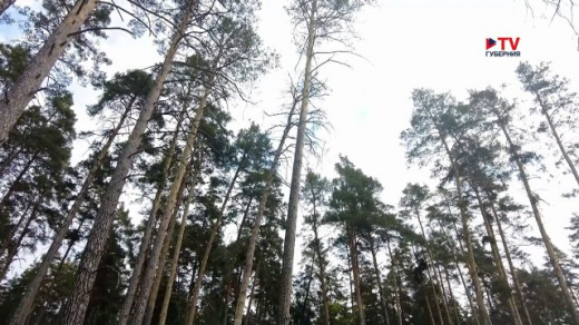 Новые спецдроны задействуют для мониторинга обстановки в воронежских лесничествах