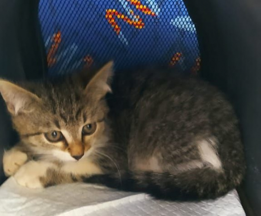 Воронежский кот-десантник чудом выжил после невероятного полёта с дерева