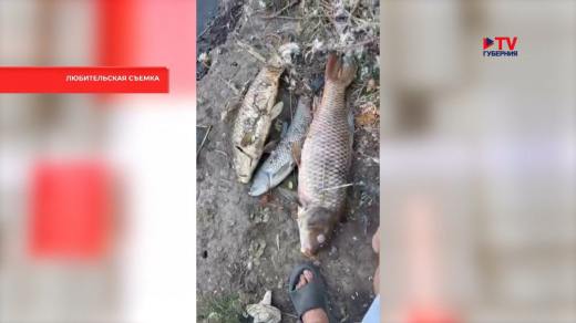 Воронежские экологи выяснили, почему погибла рыба в Тихой Сосне Специалисты Росприроднадзора зафиксировали сброс отравляющих стоков