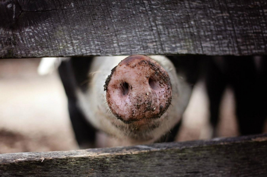 Из-за африканской чумы свиней ввели карантин в Новохопёрском районе Воронежской области