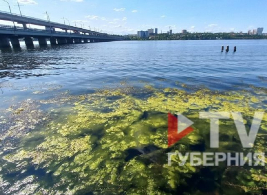 Воронежское водохранилище «зацвело» раньше обычного