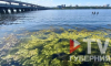 Воронежское водохранилище «зацвело» раньше обычного