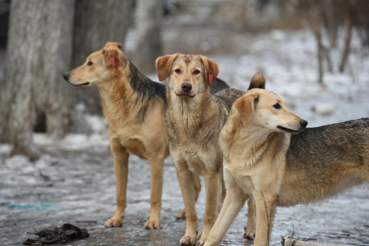 «Мы здешних собак переубивали, а вы хотите к нам заехать со своими?» Как в Воронеже выживают частные приюты для животных