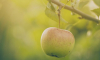 Агроном – о том, что будет с урожаем яблок в Воронежской области в 2024 году