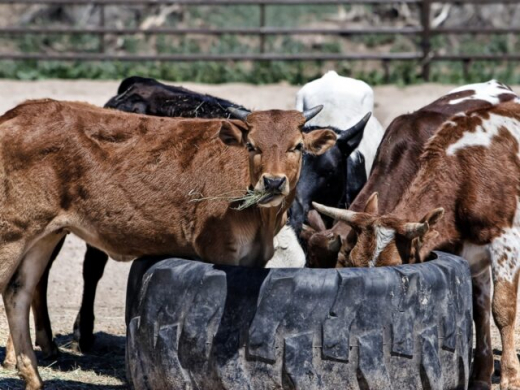 В двух сёлах Воронежской области отменили карантин по лейкозу у коров