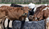 В двух сёлах Воронежской области отменили карантин по лейкозу у коров