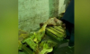 Полиция показала опасное воронежское мясо на видео