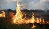 Воронежская область оказалась в зоне риска возникновения ЧС по лесным пожарам