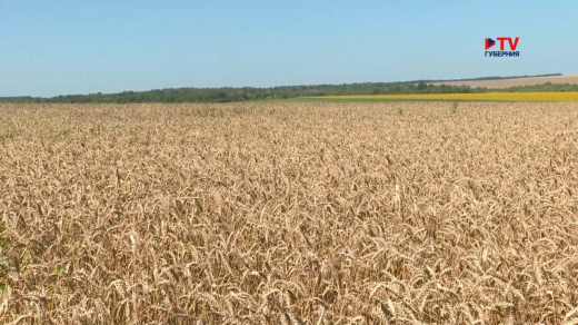 В воронежских хозяйствах борются с сорняком, который способен уничтожить весь урожай