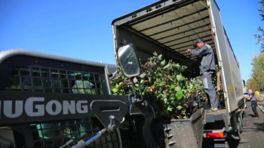 Рябины и яблони начали высаживать на второй очереди Петровской набережной в Воронеже