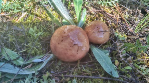 В воронежских лесах пошли маслята и подберёзовкики
