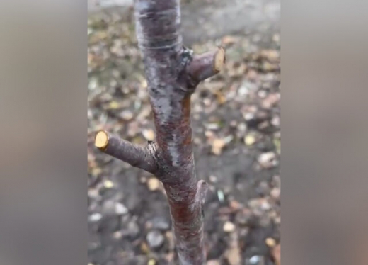 Неизвестные повредили во время обрезки саженцы на дублёре Московского проспекта в Воронеже