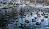 На пруду Центрального парка Воронежа зимуют около 300 диких уток