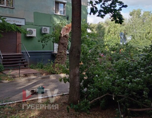 Гибелью девушки, которую придавило дерево в Воронеже, заинтересовался Бастрыкин