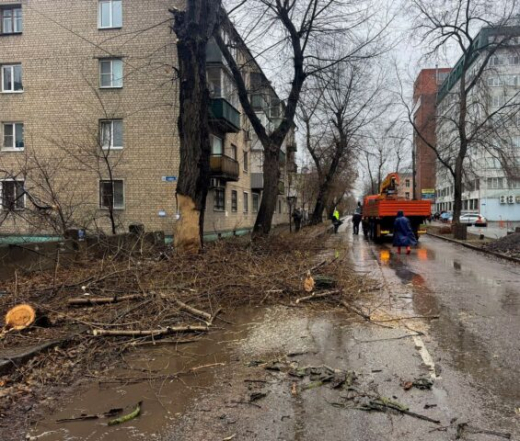 Мэрия Воронежа объяснила, почему на улице Свободы спилили деревья