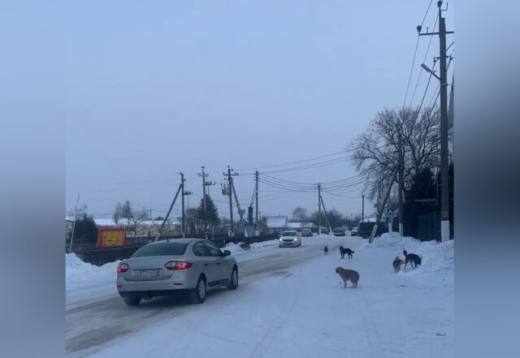 Свора собак напала на школьника у храма под Воронежем