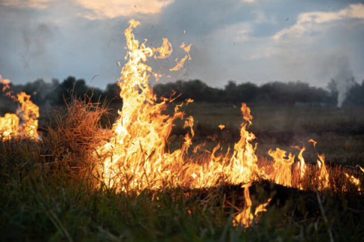 В воронежском Боровом загорелись трава и кустарник