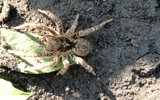 Воронежец нашёл тарантула на грядке с кабачками