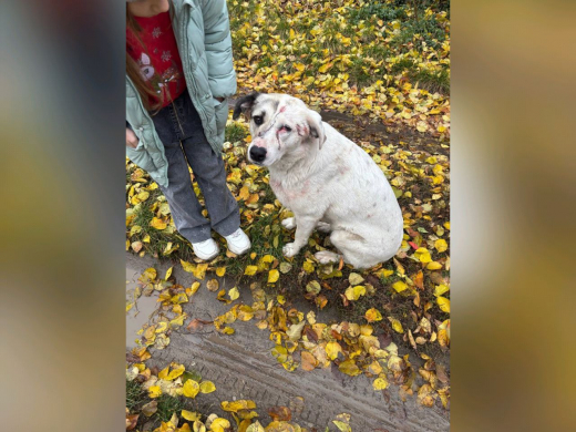 Стали известны приметы воронежского охотника, стреляющего по собакам и людям