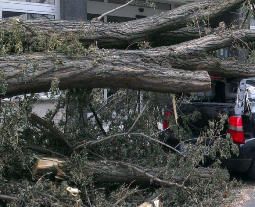 Несколько деревьев рухнули в Воронеже из-за сильного ветра