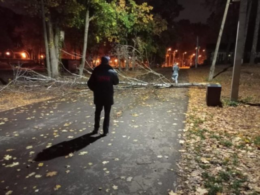 Из-за сильного ветра в Центральном парке Воронежа упало аварийное дерево