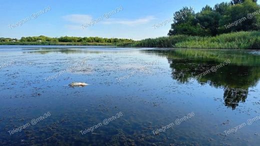 «Больше всего пострадала щука»: рыбы массово умирают в одном из водоёмов Воронежской области