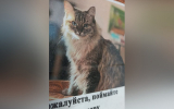 Воронежцам предлагают 20 тыс. рублей за помощь в поиске пропавшей кошечки