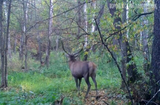 У благородных оленей, живущих в Воронежском заповеднике, начался сезон размножения