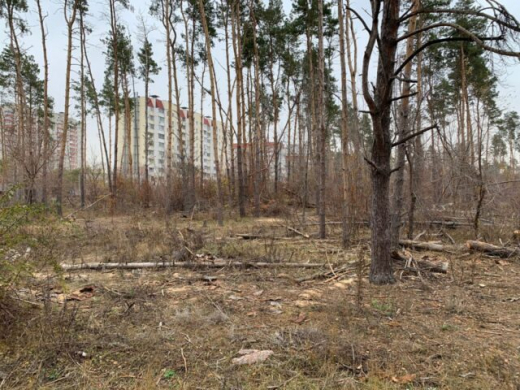 Воронежцы пожаловались на вырубку деревьев в Северном лесу